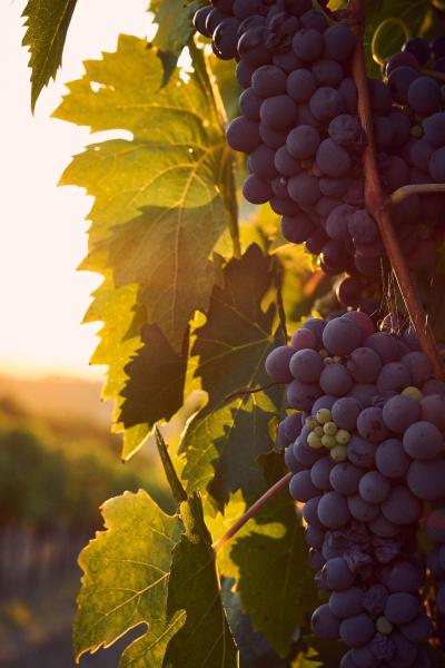 Boscolo - Vineyards and Wine from Lyon: A Day in the Beaujolais Crus from Boscolo Lyon